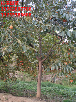 5公分柿子树现货供应哪里有5公分6公分柿子树