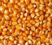 饲料厂求购玉米、棉粕、次粉、菜粕等