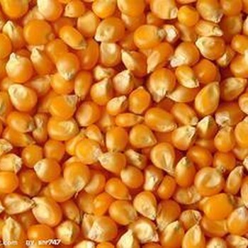 饲料厂求购大量玉米