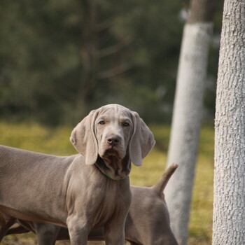 出售德国短毛灰色猎犬可家养性格温顺