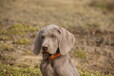 专业犬舍出售高品质德国魏玛犬威玛猎犬宠物犬