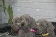 上海有卖高品质双血统德国威玛猎犬的吗魏玛家园犬舍