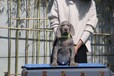 江蘇地區出售精品德國威瑪獵犬寵物狗魏瑪犬魏瑪家園犬舍