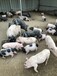 巴马香猪一个月能长30斤四川猪养殖
