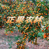 供應(yīng)金桔苗