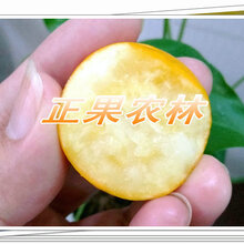 滑皮金桔苗哪里的好图片