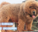 出售幼獒最勇猛和忠诚的出售藏獒藏獒/西藏獒犬/藏獒图片