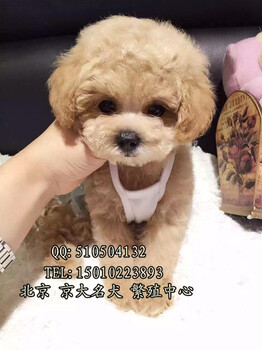 北京泰迪幼犬赛级泰迪价格纯种泰迪出售