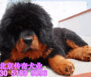 北京哪有藏獒出售藏獒能长多大藏獒幼犬价格