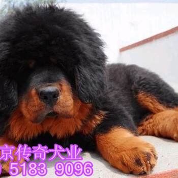北京哪有藏獒出售藏獒能长多大藏獒幼犬价格