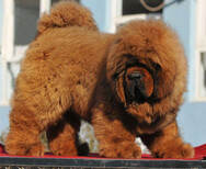 赛系藏獒纯种藏獒幼犬纯种藏獒图片包邮图片0