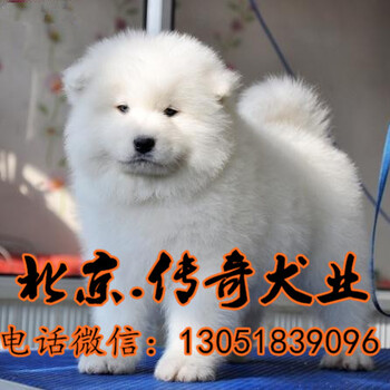 萨摩耶赛级萨摩耶北京送狗上门挑健康有保障