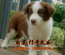 北京纯种边牧犬价格边牧犬图片纯种边境牧羊犬图片