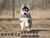 纯种哈士奇北京哈士奇犬价格直销高品质哈士奇幼犬