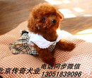 家养茶杯泰迪犬出售纯种棕色泰迪多少钱一只图片