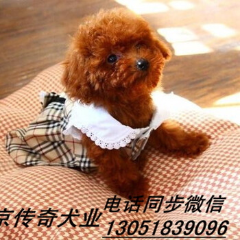 家养茶杯泰迪犬出售纯种棕色泰迪多少钱一只