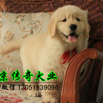 金毛幼犬三个月金毛好养吗北京传奇犬业