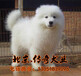 萨摩耶幼犬萨摩耶价格北京哪里卖萨摩耶