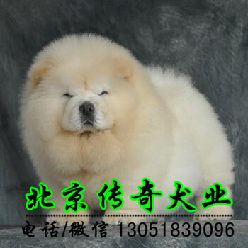 北京哪里有松狮犬卖纯种肉嘴松狮多少钱
