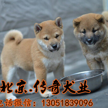 北京哪里卖柴犬北京柴犬多少钱
