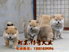 出售纯种日本柴犬幼犬可送货上门挑选