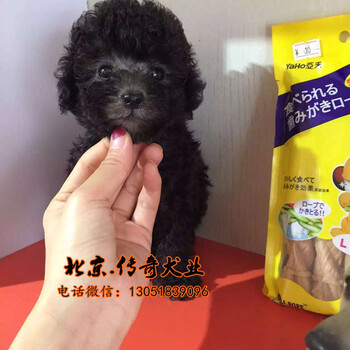 北京哪里出售纯种泰迪幼犬泰迪成年肩高多少