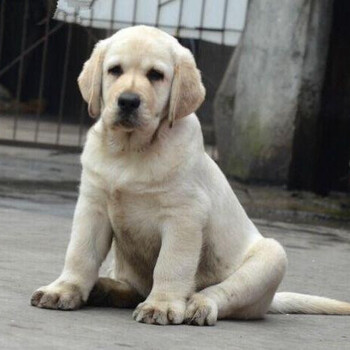 北京哪里养殖拉布拉多犬纯种拉布拉多幼犬价格