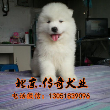 北京纯种澳版萨摩价格哪有萨摩耶幼犬出售