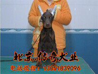 北京杜宾价格赛级杜宾杜宾幼犬杜宾好养吗图片1