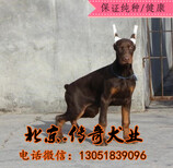 北京杜宾价格赛级杜宾杜宾幼犬杜宾好养吗图片2