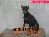 北京杜宾价格赛级杜宾杜宾幼犬杜宾好养吗图片3
