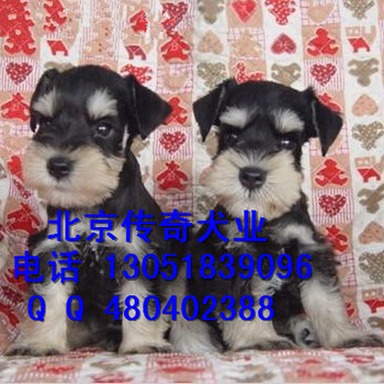 三个月雪纳瑞出售北京雪纳瑞价格迷你雪纳瑞幼犬