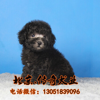 北京哪有纯种茶杯泰迪幼犬出售茶杯泰迪长大有多重