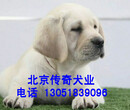 纯种拉布拉多多少钱一只赛级拉布拉多幼犬出售图片