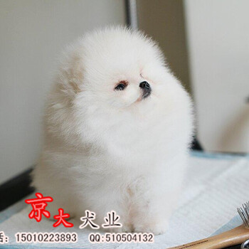 北京博美多少钱白色博美幼犬出售