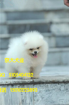 北京博美幼犬哈多利球体博美犬健康