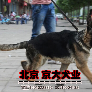 北京纯种牧羊犬出售赛级德牧价格