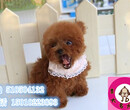 纯种泰迪幼犬出售北京赛级泰迪犬舍京大犬业