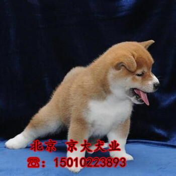 赛级柴犬幼犬出售柴犬图片多少钱一只