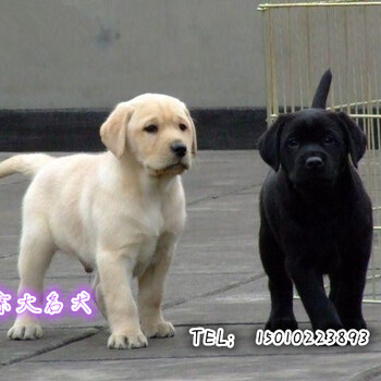 北京市出售赛级拉布拉多寻回犬健康纯种