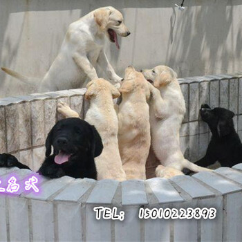 北京市出售赛级拉布拉多寻回犬健康纯种