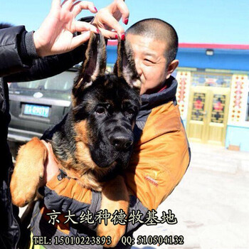 大头德牧锤系德牧犬名系血统,锤系经典