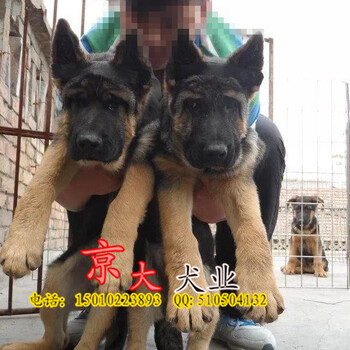 哪里犬舍出售德国牧羊犬德国牧羊犬一般多少一只