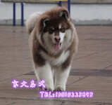 出售纯种帅气阿拉斯加雪橇犬阿拉斯加狗狗包健康