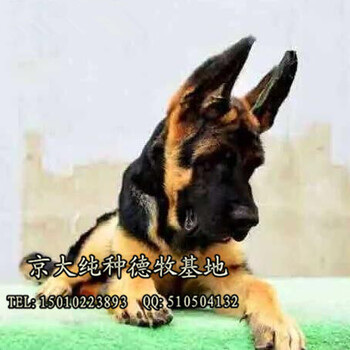 德国牧羊犬中，保健康