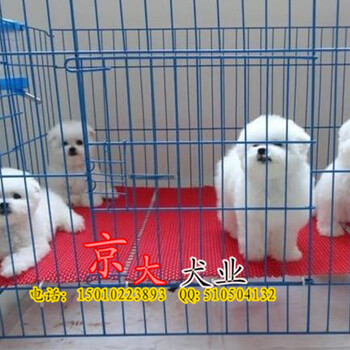 北京出售比熊比熊多少钱一只比熊犬舍