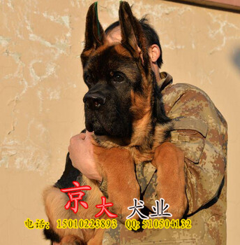 赛级德牧犬三个月德牧幼犬出售北京德牧幼犬出售