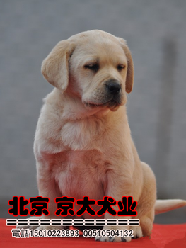 北京出售纯种拉布拉多犬三年售后服务