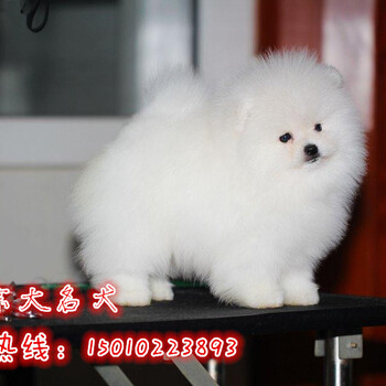 純種博美犬出售哈多利純種玩具大眼睛博美