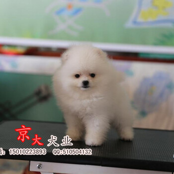 純種博美犬出售哈多利純種玩具大眼睛博美